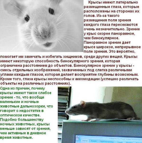 Сколько часов крыса спит в сутки? причины долгого сна