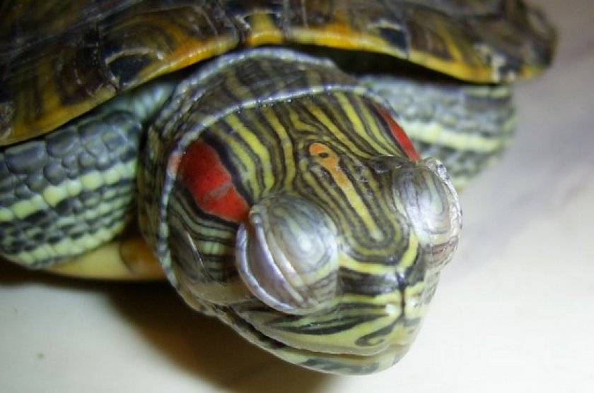 Болезни глаз красноухих черепах, как лечить, симптомы