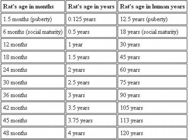 Сколько живут крысы? продолжительность жизни домашних питомцев, срок существования в условиях дикой природы