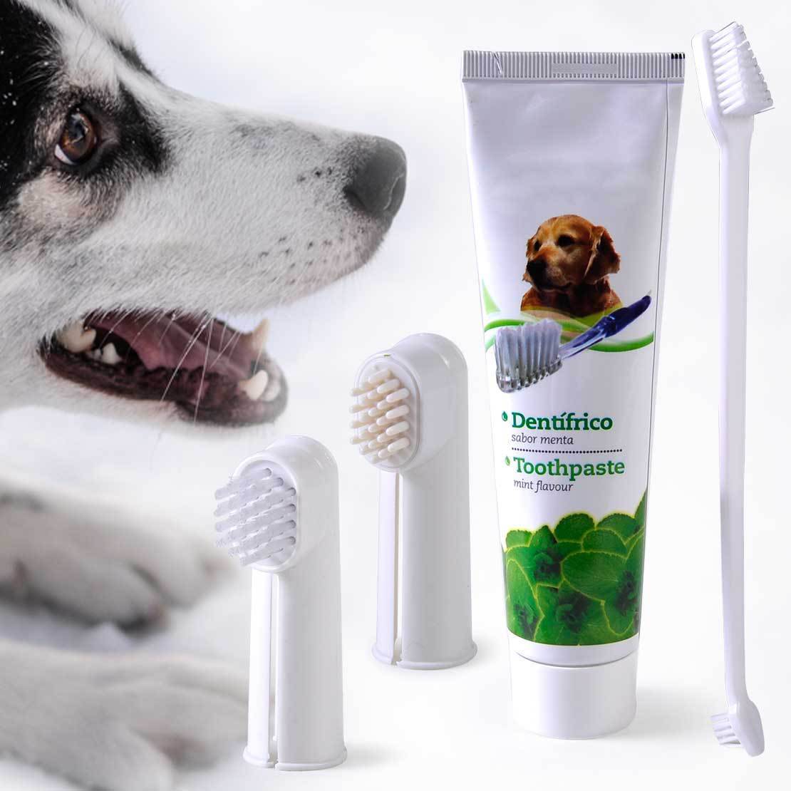 Зубной камень у собак: лазерная и механическая чистка зубов, операция под наркозом, препараты и средства для снятия, спрей и гель, как убрать налёт