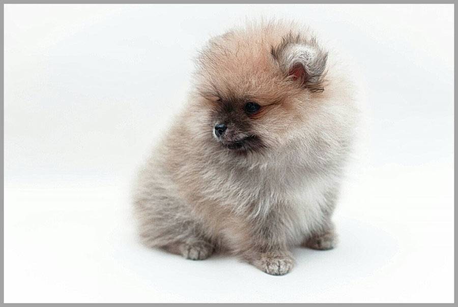 Померанский шпиц – фото, типы, описание, стандарт породы, цена щенка
