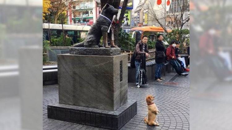 История собаки хатико породы акита-ину и его влияние на культуру японии