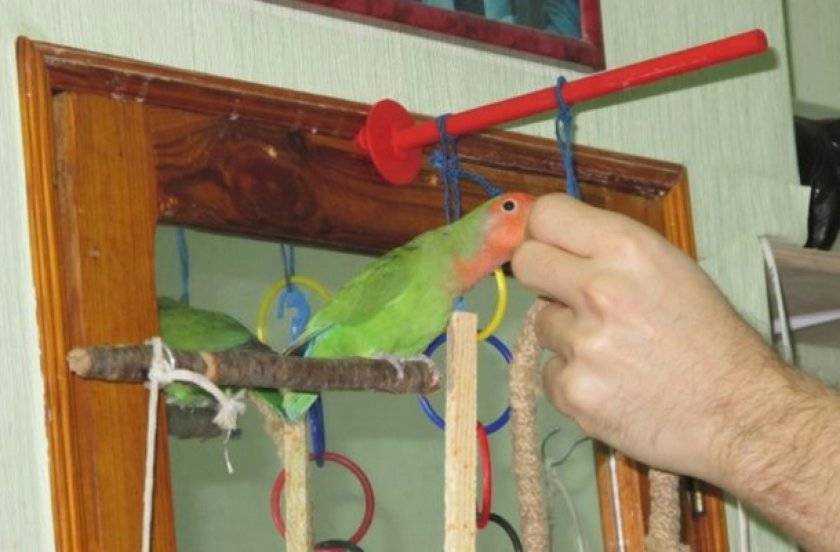 Как дрессировать попугаев