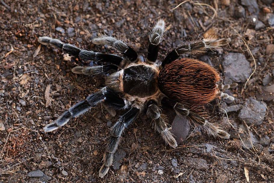 Брахипельма смити содержание в домашних условиях: мексиканский паук пододора