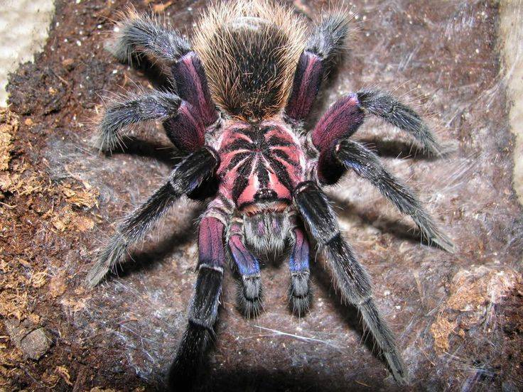Тарантул: описание паука, среда обитания, сколько живут