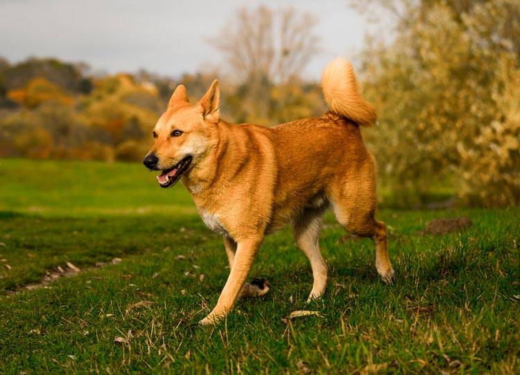 Каролинская собака: описание породы, характер, уход, фото