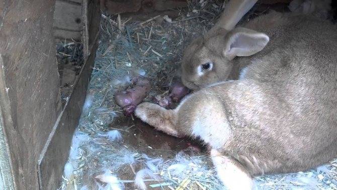Период беременности у кроликов: сколько длится и сколько кроликов может принести крольчиха?