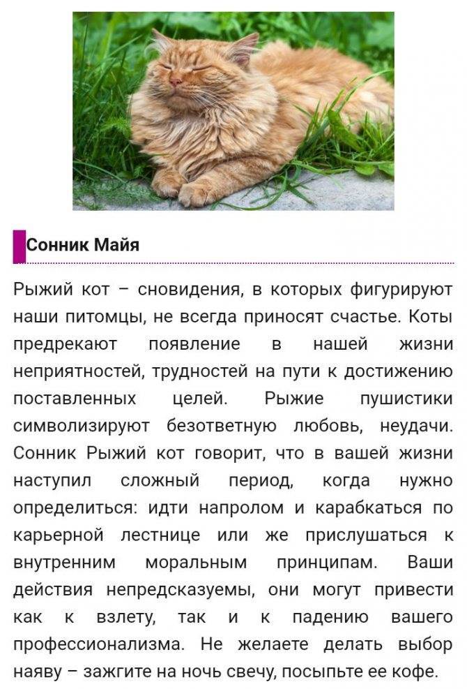 Сонник котята: к чему снятся маленькие котята — pet-mir.ru