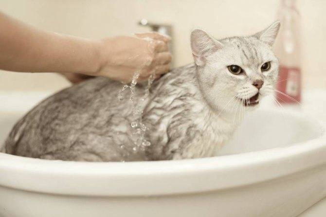 Как правильно купать котенка в первый раз и с какого возраста можно?