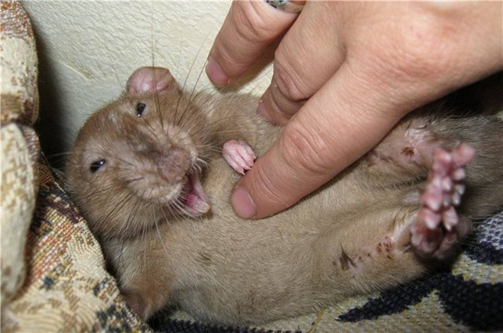 ᐉ крысы умеют смеяться? видео смеющейся крысы - zoopalitra-spb.ru