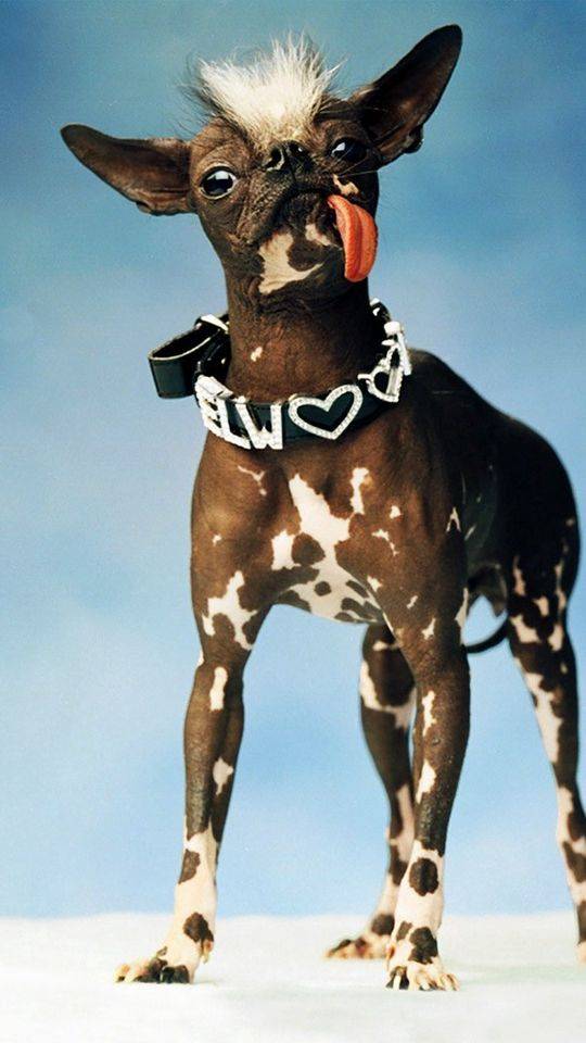 Самые смешные породы собак с фотографиями и описанием: 25 чудесных четвероногих
