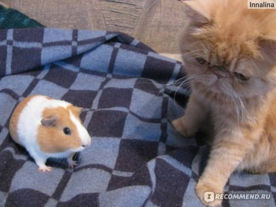 Морская свинка и кошка в одном доме — может ли кошка съесть морскую свинку