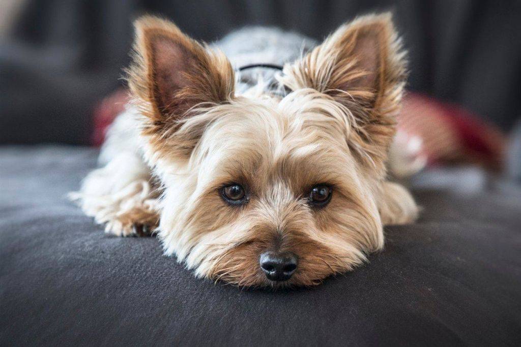 Плюсы и минусы собак породы йоркширский терьер, отзывы специалистов и владельцев