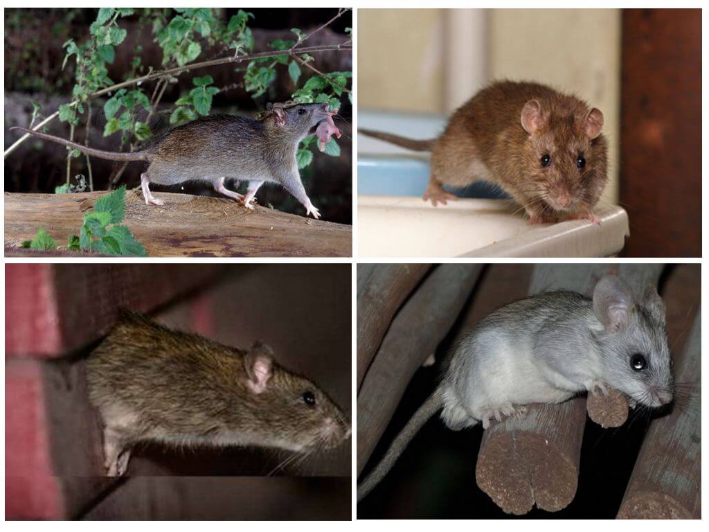 Серое братство. чем опасны крысы и мыши и как от них избавиться | природа | общество