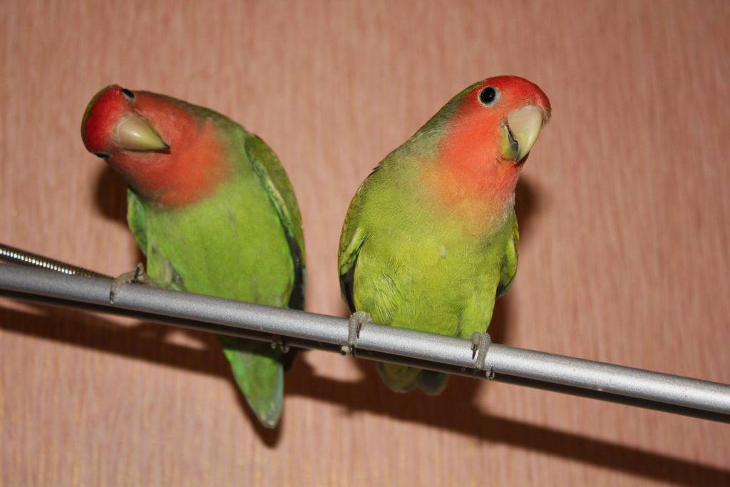 Имена для волнистых попугаев-мальчиков: как можно назвать попугая голубого и зеленого, желтого и другого цвета? список прикольных и красивых кличек