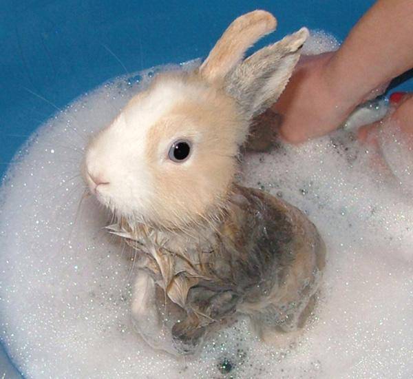 Все о купании декоративных кроликов: можно ли и как помыть в домашних условиях