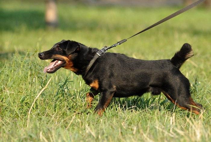Немецкий ягдтерьер: 105 фото, обзор особенностей и характеристики собаки