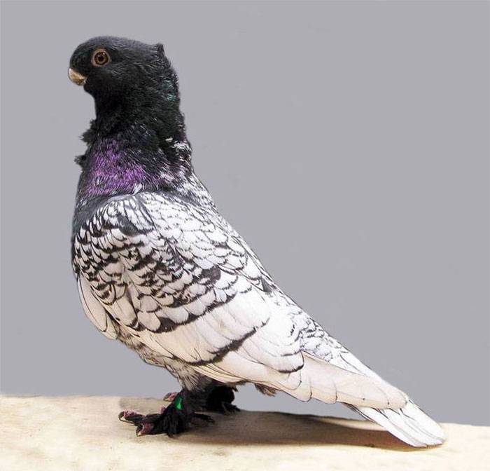Бойные породы голубей с фотографиями и названиями - ogorod.guru