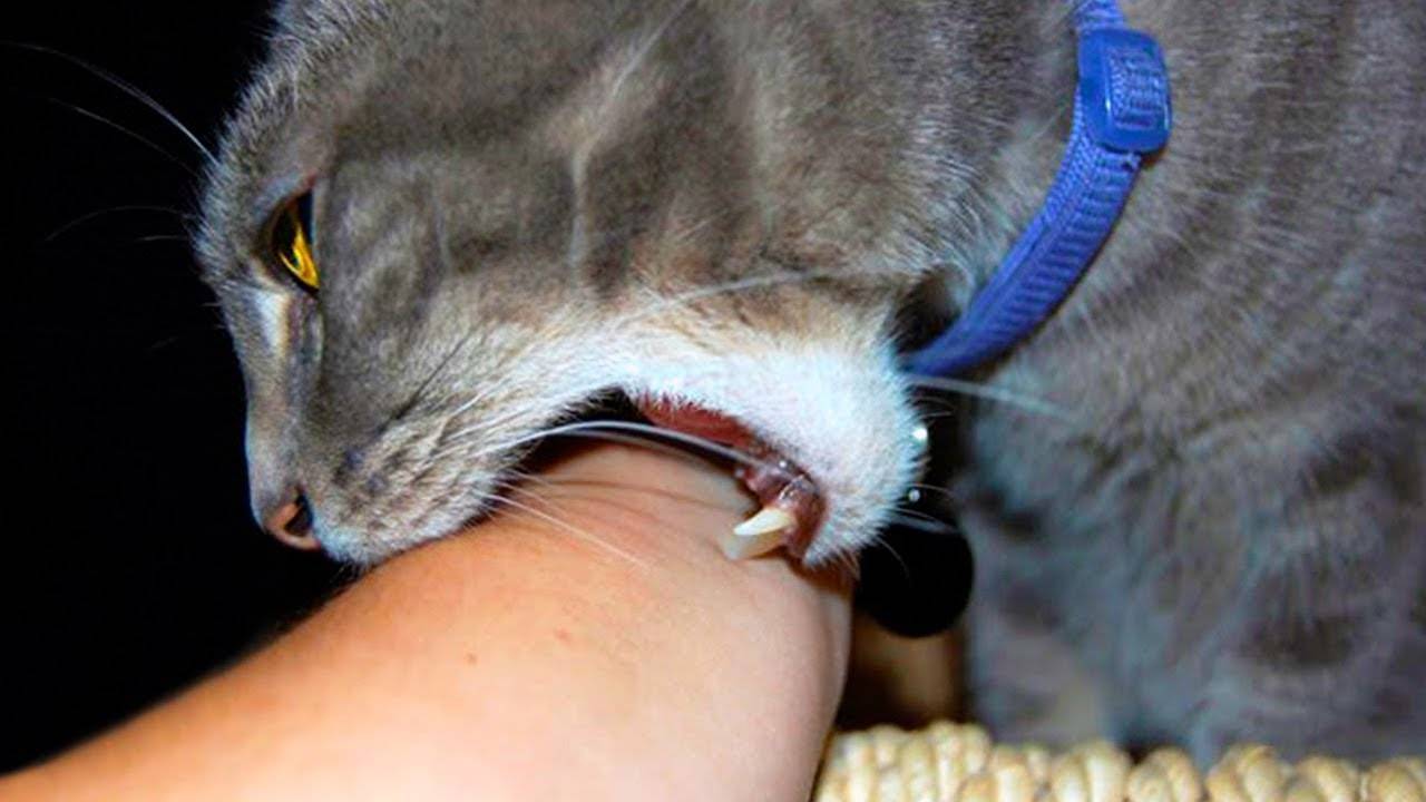 5 причин, почему кошка дышит ртом – нормально ли это, что делать
