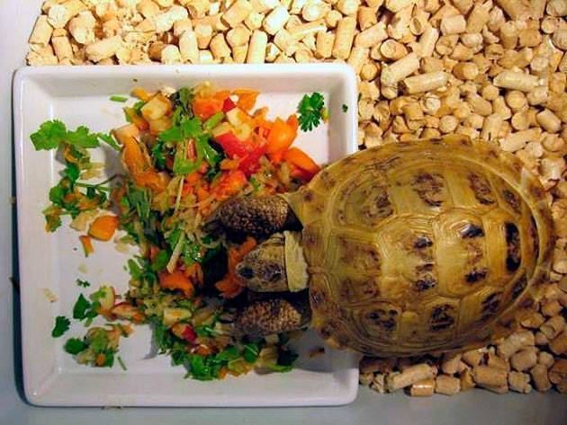 Что ест черепаха в домашних условиях?