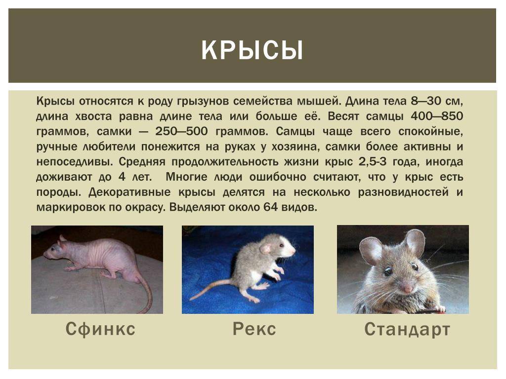 Отличия мыши от крысы: различия взрослых особей, мышонка и крысенка