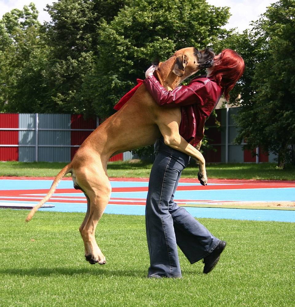 Как отучить собаку прыгать на чужих людей и хозяина