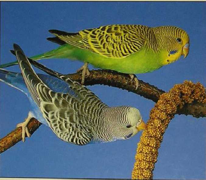 Интересные и забавные факты о волнистых попугайчиках