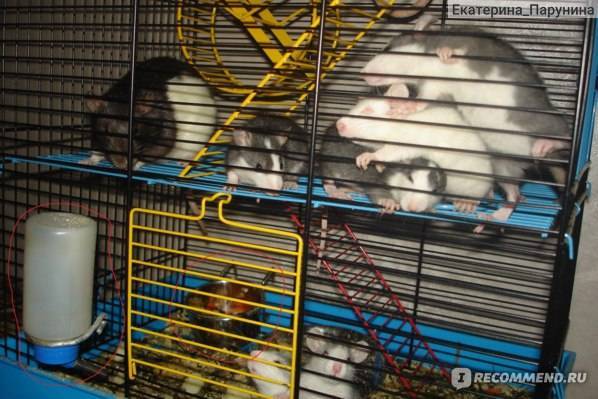 Стоимость декоративных крыс: преимущества и недостатки покупки в зоомагазине
