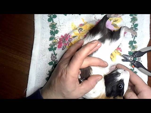 Как подстричь когти кошке в домашних условиях - пошаговая инструкция