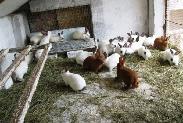 Разведение кроликов в яме, их содержание и технологии выращивания - kotiko.ru