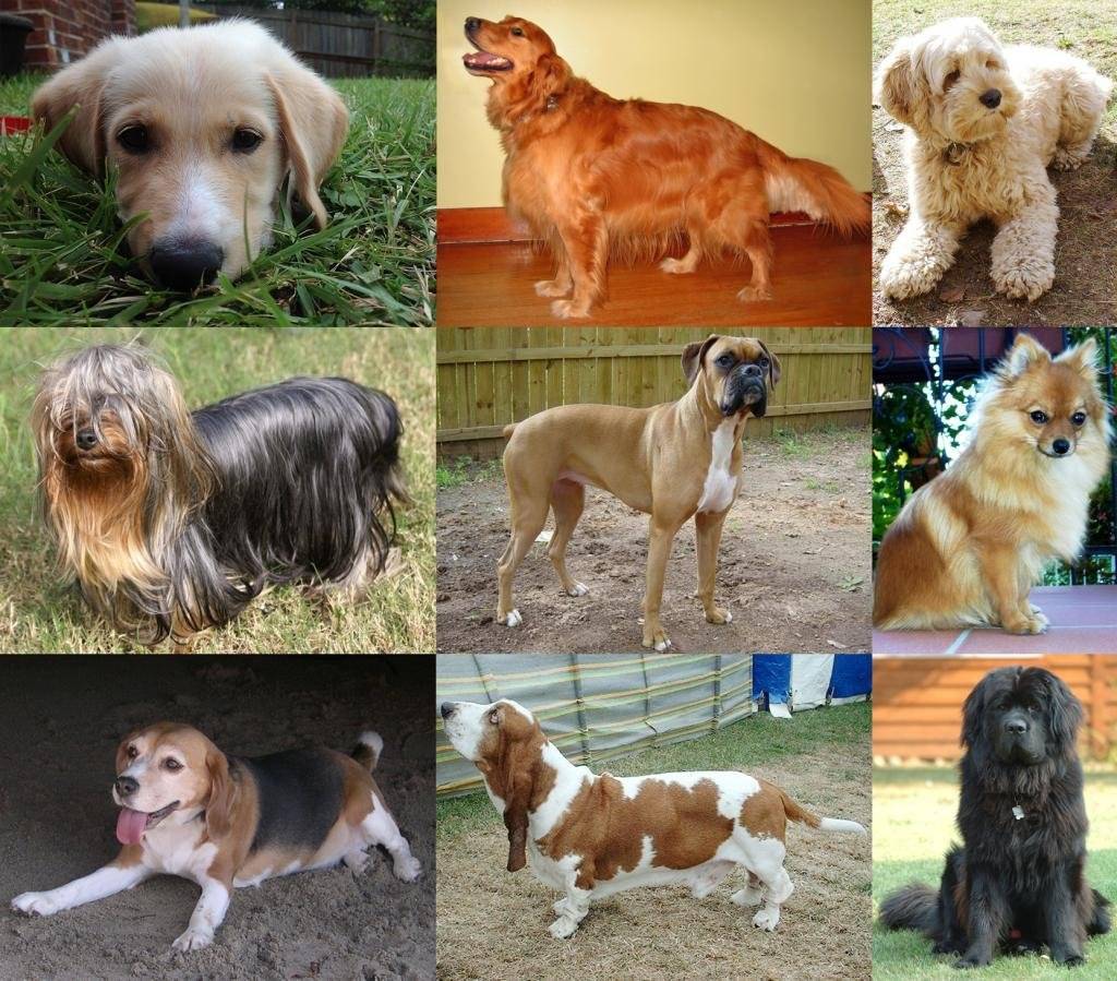 Средние породы собак. средние породы собак: список с фотографиями и описаниями