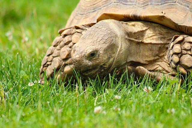 40 интересных фактов о черепахах