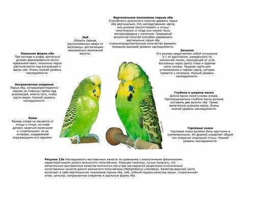 Как спят волнистые попугаи и сколько должны спать в клетке