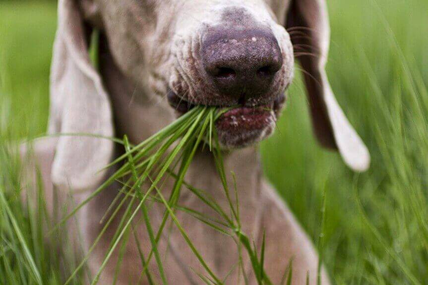 Собака ест траву: стоит ли беспокоиться?
