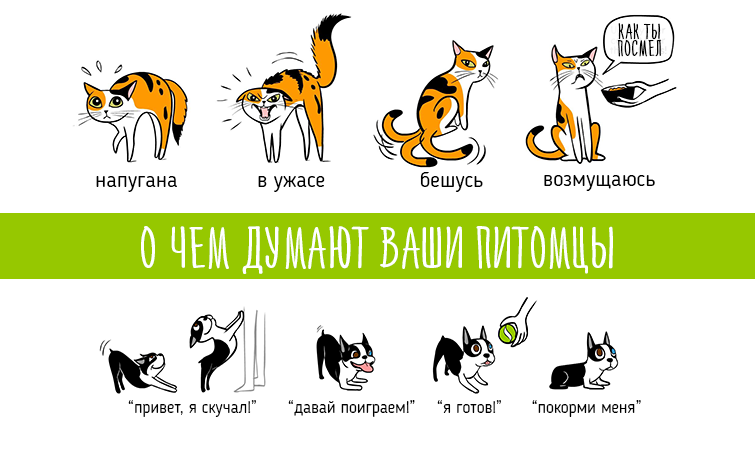 Как понять язык кошки?