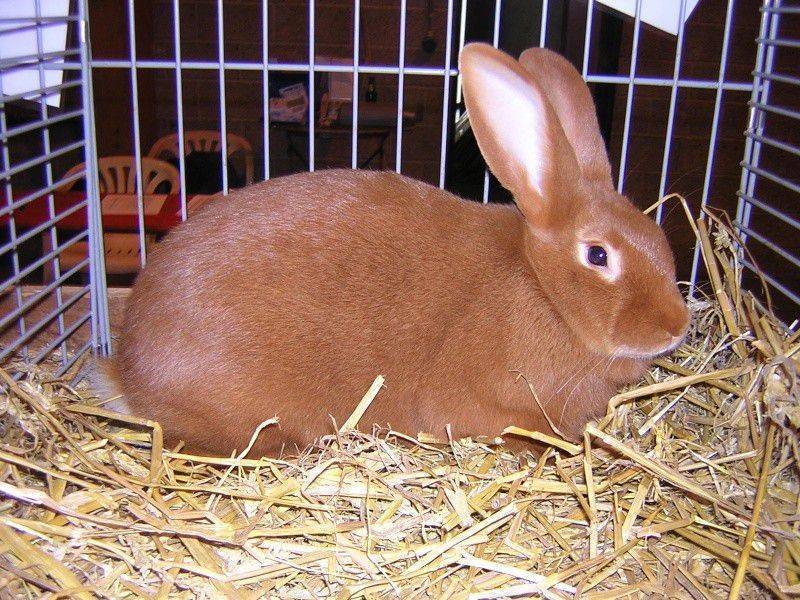 Бургундский кролик: характеристики породы, правила ухода и кормления