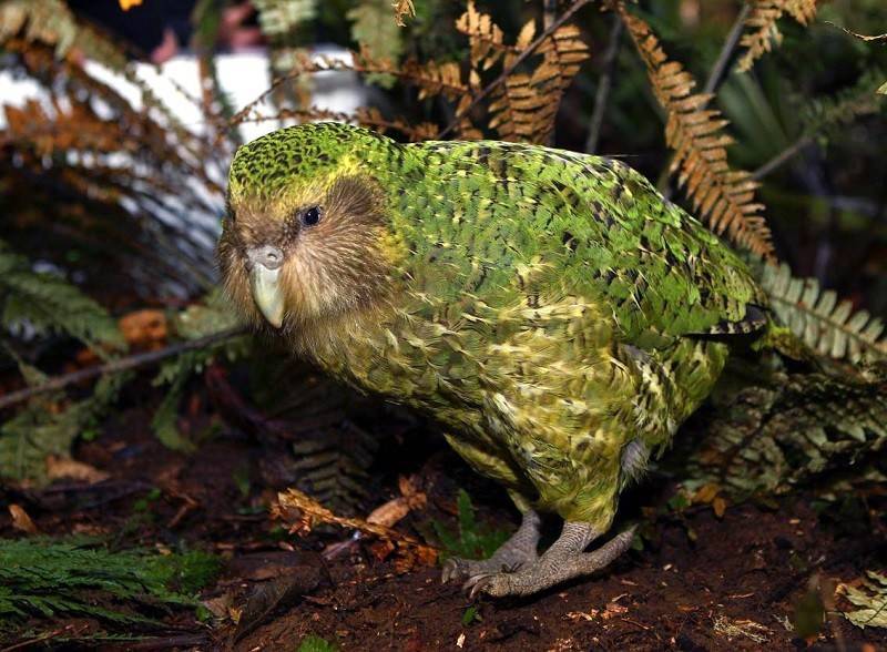 Совиный попугай какапо | расположение, питание, размножение