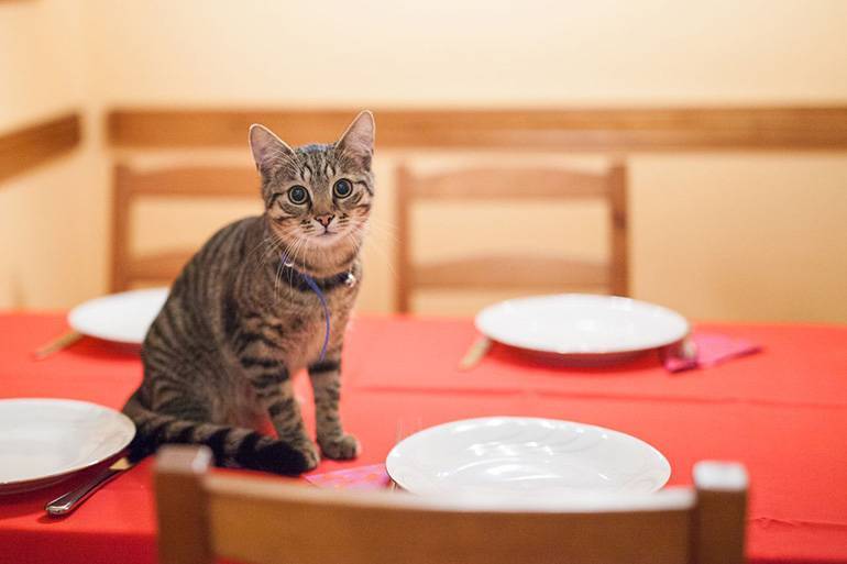 Как отучить кота лазить на стол: 5 действенных способов