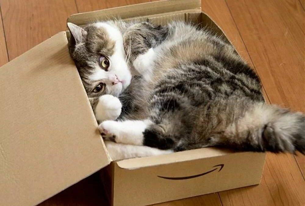Почему кошкам нравятся пакеты и коробки, из-за чего коты любят в них сидеть и спать?