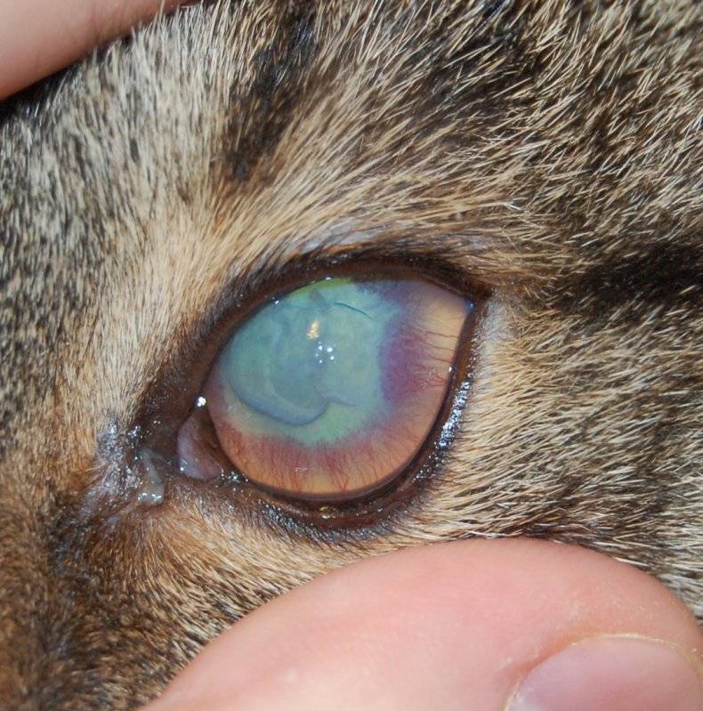 Почему у кошки (кота) гноятся глаза? как это вылечить?
