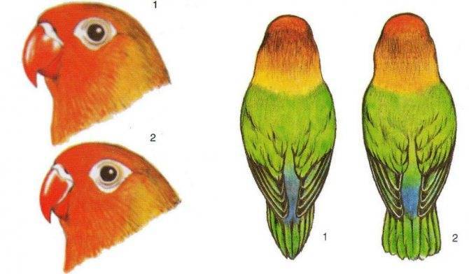 Как определить пол кореллы? 17 фото основные отличия самки от самца. как узнать возраст попугая мальчика и девочки?