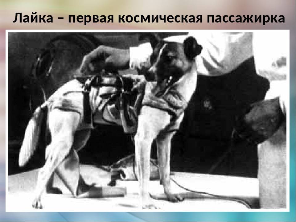 Собака, которая первая на земле покорила космос: как лайку готовили к полёту и что с ней стало