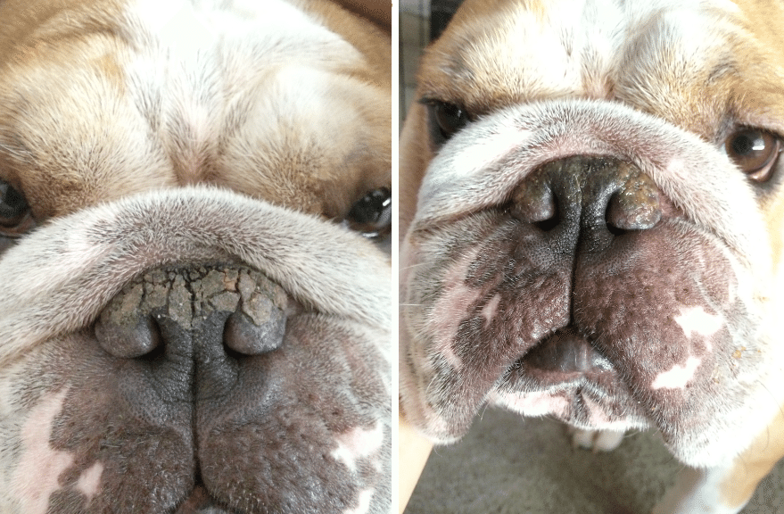 Какой нос должен быть у собаки — показатели нормы