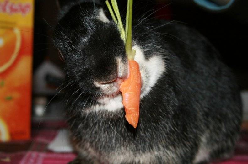 Можно ли давать кроликам помидоры, ботву от моркови, свеклы, сырую картошку?