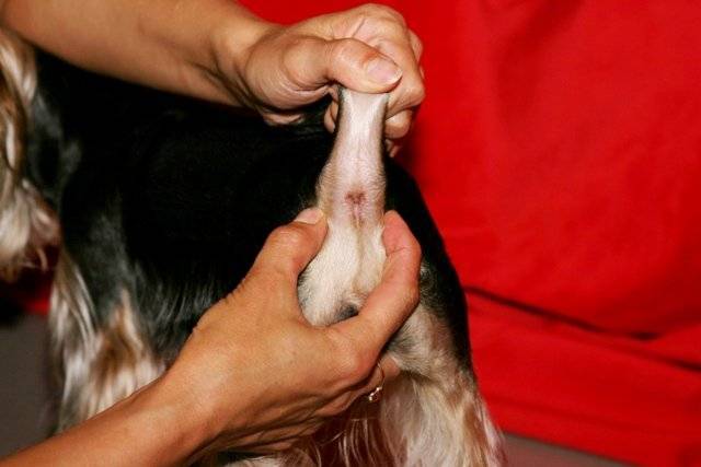 Параанальные железы у собак: лечение воспаления, чистка