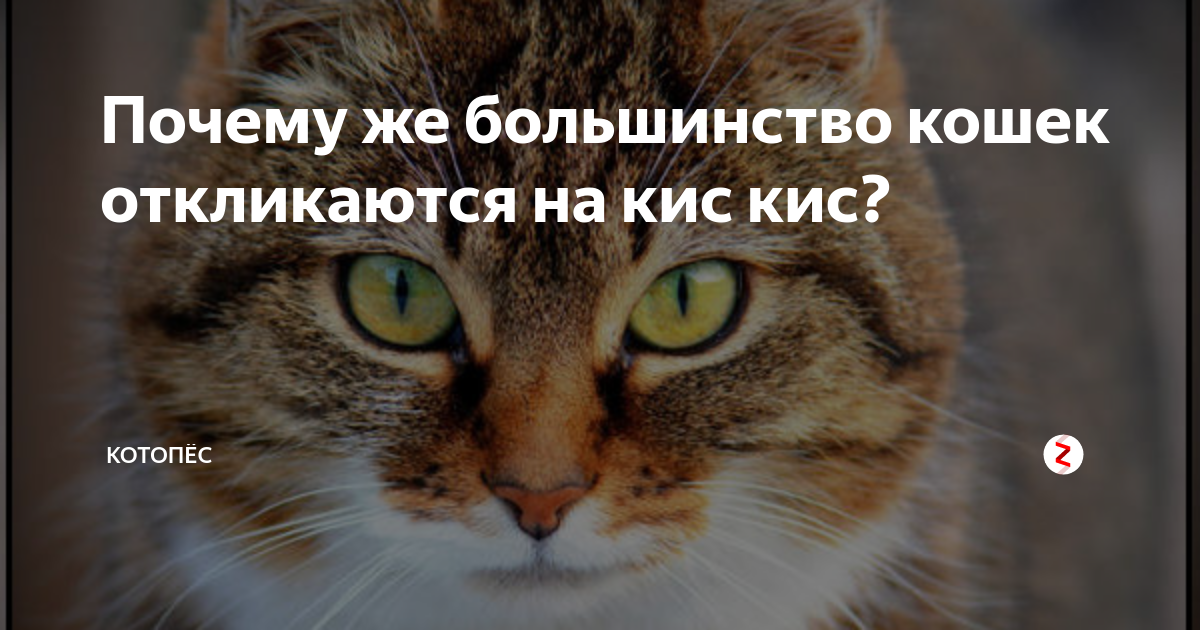 Мир животных. почему кошки откликаются на кис-кис, что это означает для кошки и как зовут кошек в других странах
