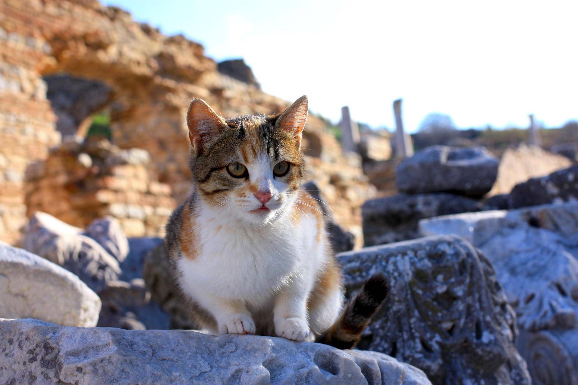Эгейская кошка (Эгейский кот)
