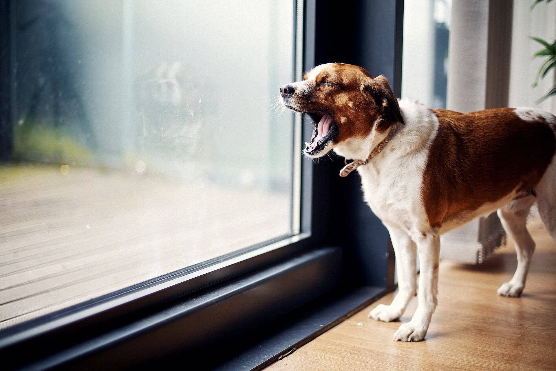 Почему собака постоянно скулит и лает: причины и способы их устранения