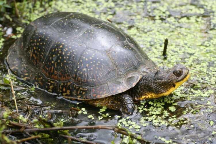 Европейская болотная черепаха: характер, особенности внешнего вида и содержания в домашних условиях