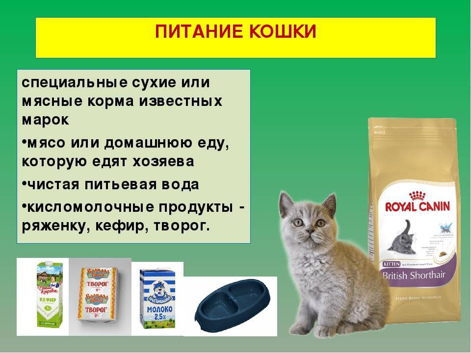 Рацион питания стерилизованной кошки